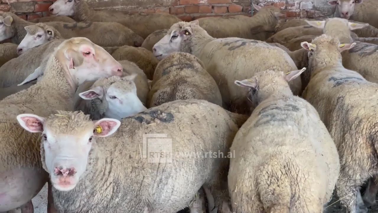 Dyshime për një vatër infeksioni me murtajën e ruminantëve të vegjël në bashkinë e Ersekës