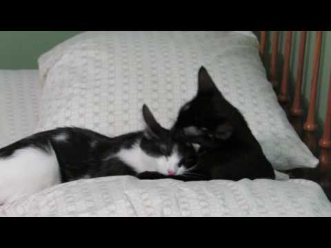 Kamilah and Sheba love fest