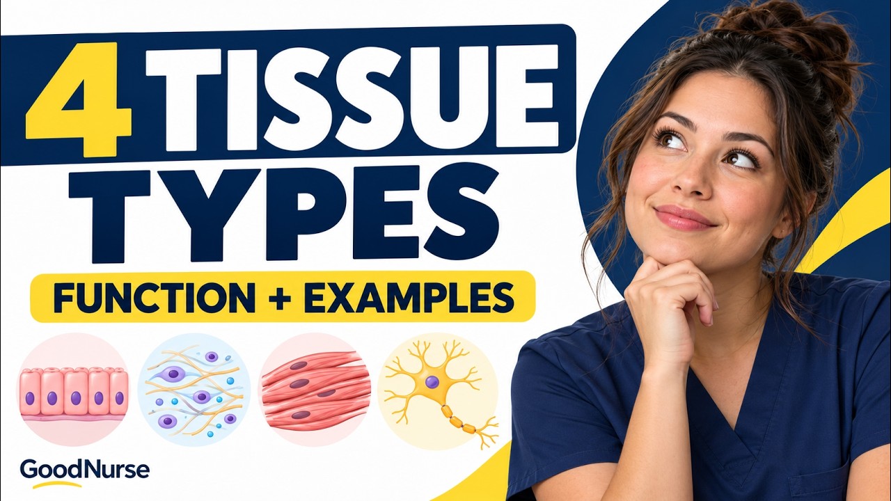 Four Tissue Types: Structure, Function and Nursing Connections