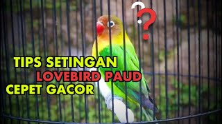 Download lagu Tips setingan perawatan lovebird paud agar cepet gacor mp3