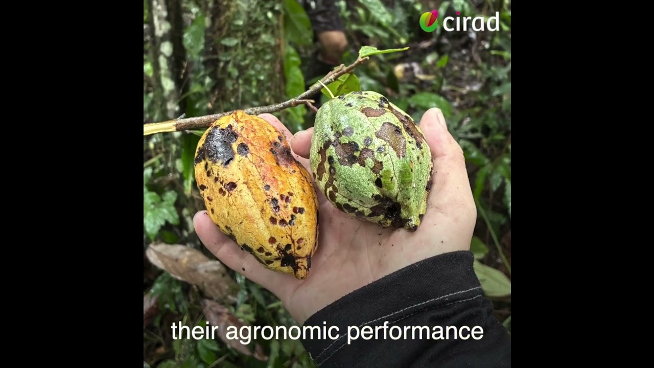 English subtitles: On the trail of wild cocoa trees in the primary forests of Peru