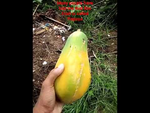 Many people have told me that this fruit is called papaya. Is it True