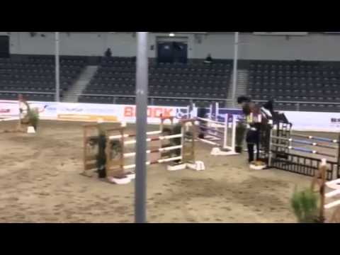 Costa Rica - 2008 Mare by Comte x A Jungle Prince