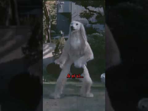 El perro que traumo a muchos niños japoneses!😱#shorts #viral #miedo #japon #perrojapones#trauma