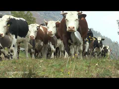 TRASUMANZA ( TRAMMIA FAMIGLIA VIGNA OTTOBRE 2018)