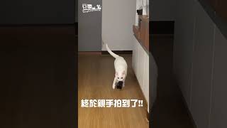 【豆漿短片】貓咪偷咬襪子被發現　緊張到破音