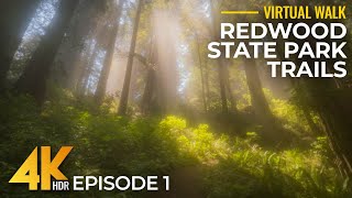Del Norte Coast Redwoods State Park Trails in 4K HDR – Part 1 | Relaxing Hike with Forest Sounds