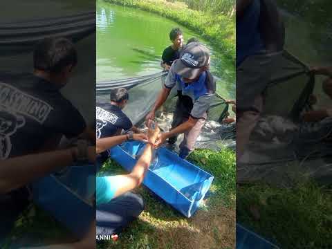 Así se trabaja en el C.E. "Amantina de Sucre", Biruaca,  Edo. Apure.