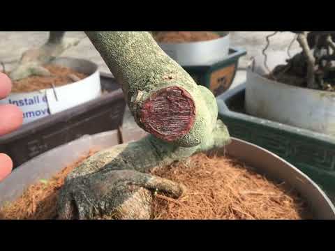 Cây phôi mai trồng 14 ngày đã lên mầm