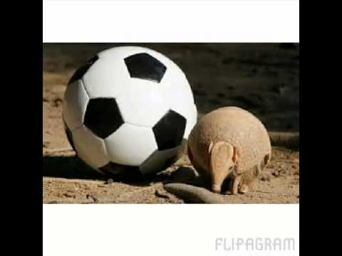 Reconhecendo nossos biomas : Tatu Bola .