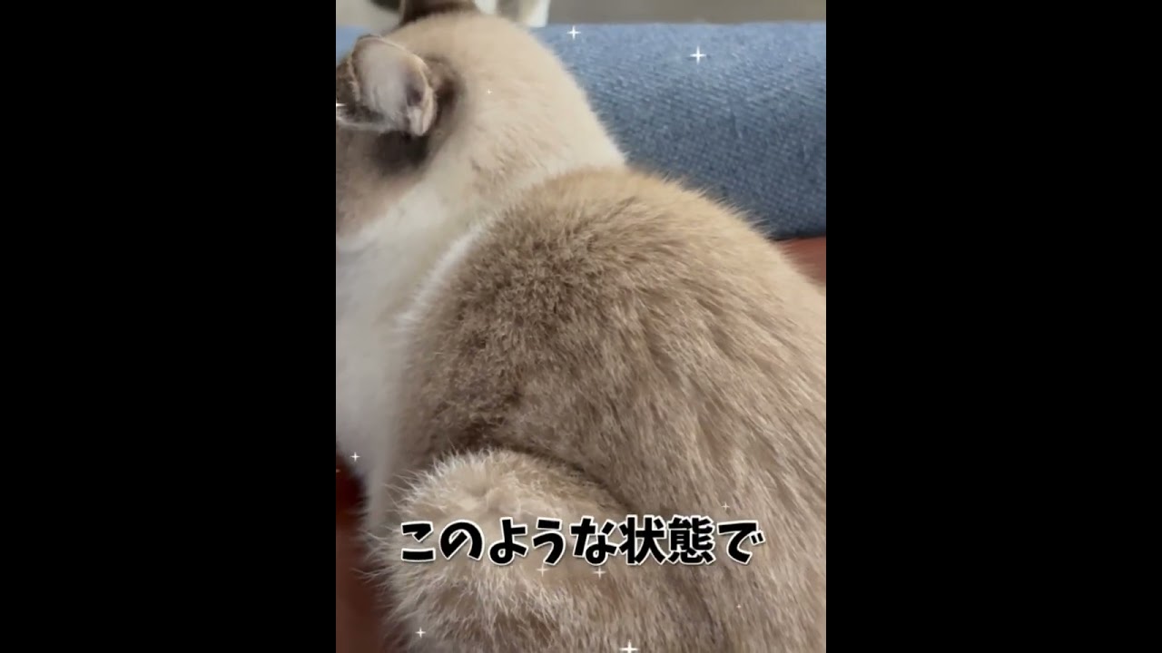 ショートバージョンを動画にした#保護猫8匹の名前紹介#甘えん坊猫八匹の
