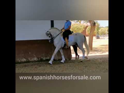 SOLD Piro Free PRE Stallion 2014 166cm REF: 251