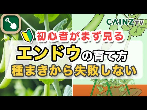 園芸 エンドウ豆の種を蒔いて育てる方法は?