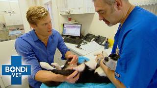 Vet Discovers Rarest Condition In Peeing Puppy | Bondi Vet