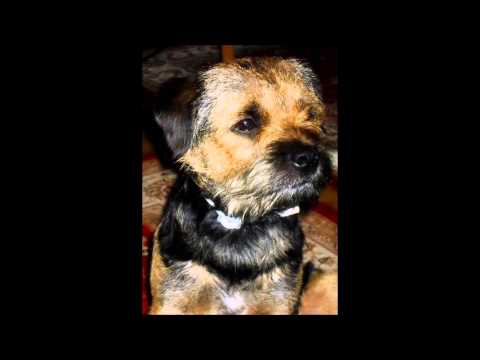 Revalver 4 Demon ampmodel