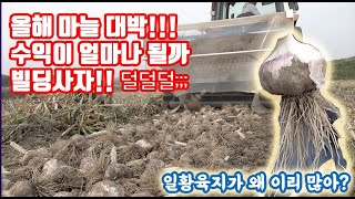 올해 마늘 재배!! 정말 대박 났습니다!! 작황도 좋고 가격도 좋고!! 웃음나는 마늘 수확