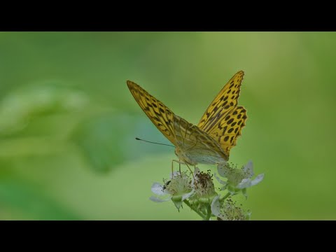 BuitenGewoon 15 augustus 2020 - De Achterhoek
