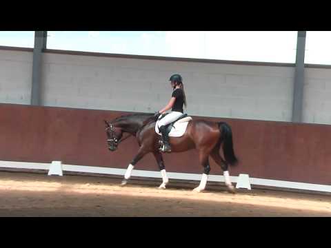 AKTUELLES VERKAUFSPONY - 4j  brauner Wallach v  D-Day AT