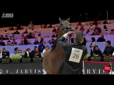 N.26 BELOVED GRACIOUS LADY - Paris 2017 - Junior Fillies (Class CM2A)