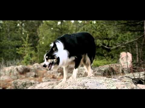 Lost Dog Records - Kickstarter