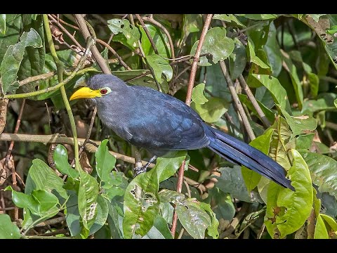 The blue malkoha || chattering yellowbill || Cuckoo chaper - 59 || The Rup animal