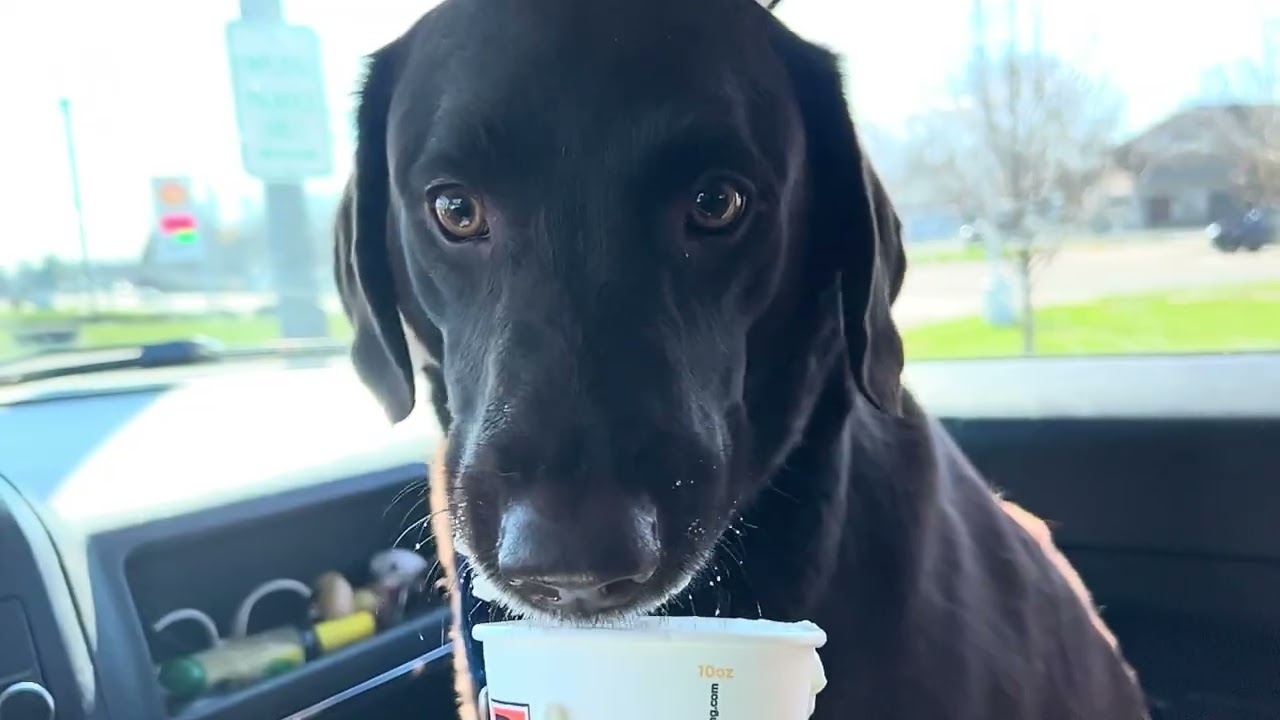 Enlarge Sophie, a ADOPTABLE Chocolate Labrador Retriever in Quincy, MI video 3/3