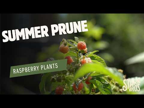 Summer Prune Raspberries