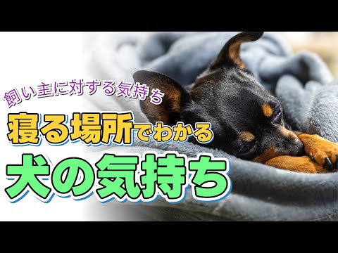 犬はどこで寝るべきですか?