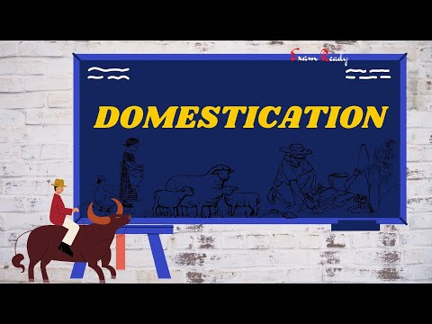 What is Domestication -  From Hunting Gathering to Growing Food