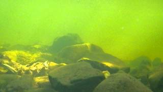 Rainbow Trout from Grass Valley, CA. Creek