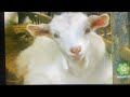 Safari Scrapbook Goat