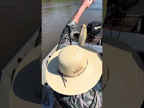 Pescaria #pacu #peixes #matogrossodosul #aquidauana #mulheresquwpescam #pesca #pescaria #amopescar