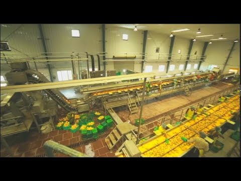 download lagu mp3 mp4 How Mango Pulp Is Made, download lagu How Mango Pulp Is Made gratis, unduh video klip How Mango Pulp Is Made