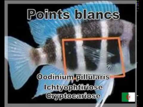 comment traiter point blanc poisson