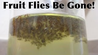 Get Rid Of Your Fruit Flies - Fast And Simple
