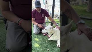 Video preview image #1 Gerberian Shepsky Puppy For Sale in Pasadena, CA, USA