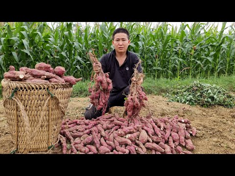 Harvesting Sweet Potato Garden goes to the market sell, Daily Life | Country Life - Man