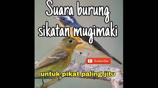 Download lagu suara sikatan mugimaki / erow , silahkan coba di jamin langsung nyaut cocok untuk pikat dan trapi mp3