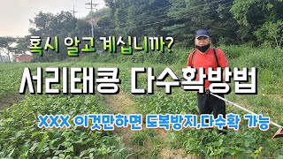 서리태콩 잘 키우는법 | 도복현상 방지 | 풍성한 수확방법