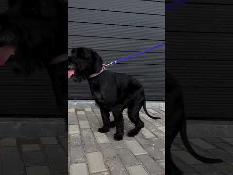 Ошейник для собак из кожи и восстановленного хлопка WAUDOG Classic, L, Ш 25 мм, Дл 38-49 см розовый - фото 1 - id-p2652257296