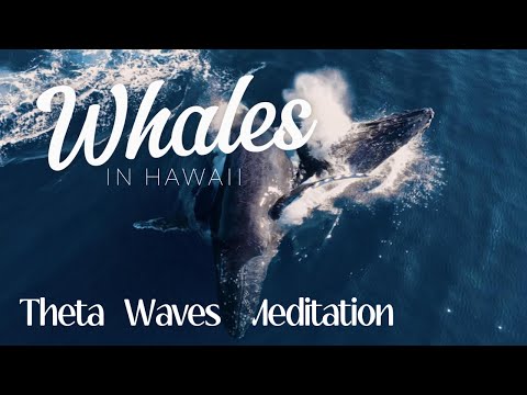 🔵 Humpback Whales in Hawaii - Theta Waves Meditation - 4K🔵