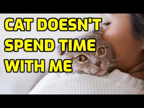 How Do I Get My Cat To Spend More Time With Me?