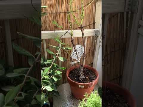 牡丹の開花時期 庭のメンテナンス 剪定 肥料の供給 春 夏