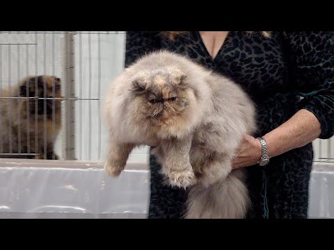 CFA International Show 2019 - Parti-Color Persian Kitten Class Judging