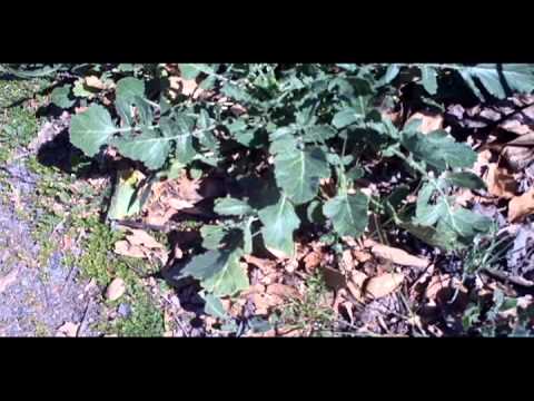 Wild Mustard-FULL