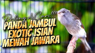 Download lagu PANDA JAMBUL MEWAH GACOR JUARA - MASTERAN KENARI ISIAN BLACKTHROAT GACOR SUARA JERNIH MUDAH MASUK mp3
