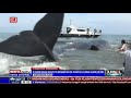 9 Ekor Paus Terdampar di Pantai Ujong Kareueng 9 Ekor Paus Terdampar di Pantai Ujong Kareueng