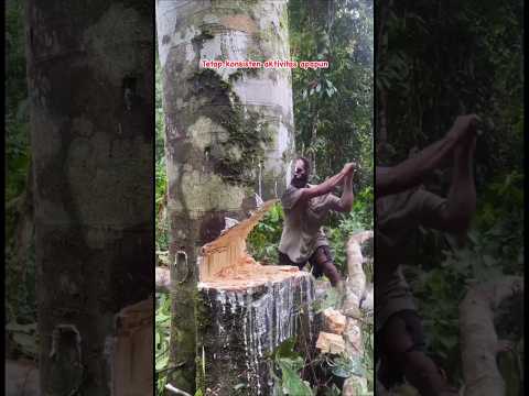 Cutting down Big Tree with Axe