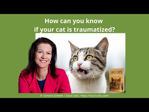 How can you know if your cat is traumatized?