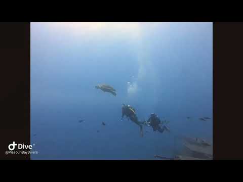 Diving with great company exploring the Zenobia Wreck